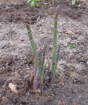 This is the second season for the asparagus.  I am not too much of an asparagus fan, but I was excited to see such growth since the weekend.